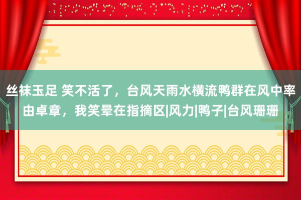 丝袜玉足 笑不活了，台风天雨水横流鸭群在风中率由卓章，我笑晕在指摘区|风力|鸭子|台风珊珊